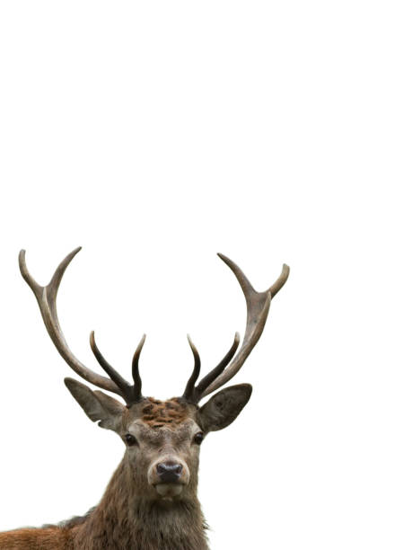 istock Portrait of red deer stag isolated 1475784841