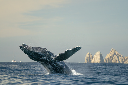 humpback whale breaching in cabo san lucas baja california sur mexico pacific ocean jumping out of the sea