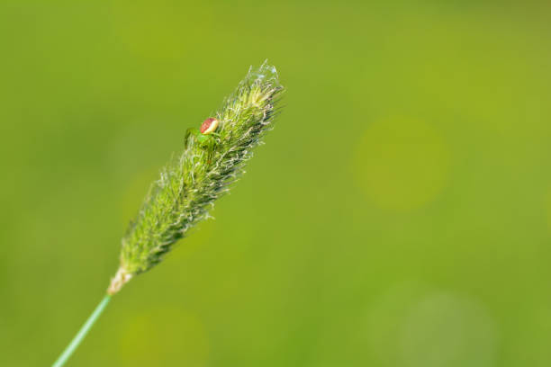istock Green spider on a plant 1475788773