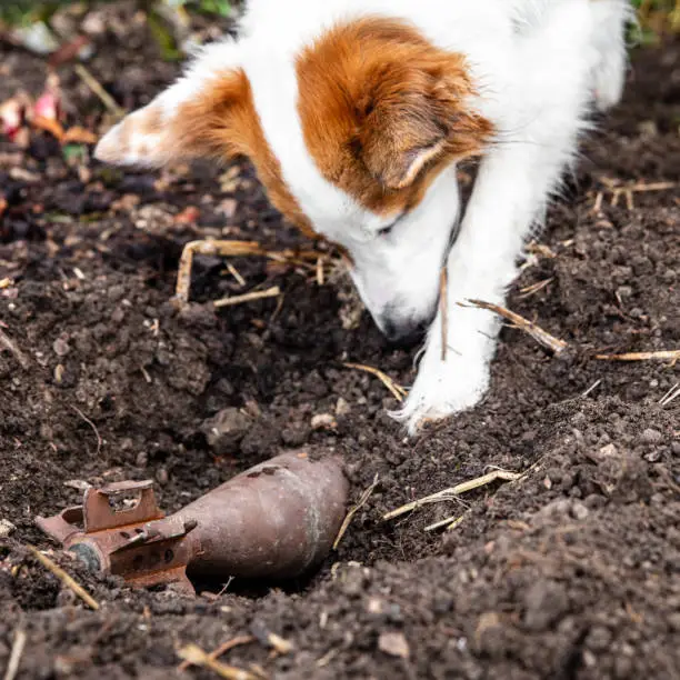 explosive detection dog finds a mine or grenade in the ground and indicates it