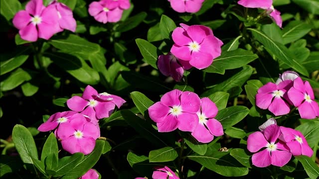 Footage of Bunches of Purple Pink Madagascar Periwinkle Blossoming in the Sunlight