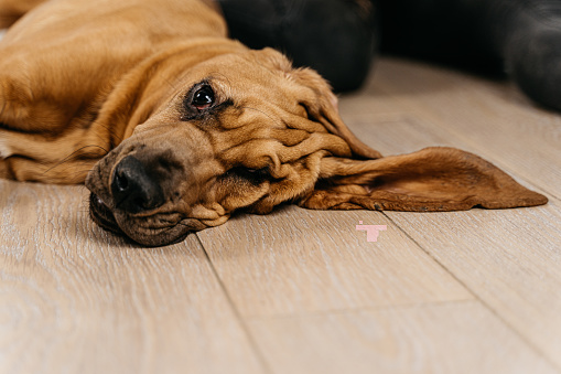 Close-up of a young bloodhound withe long ears lying on the floor