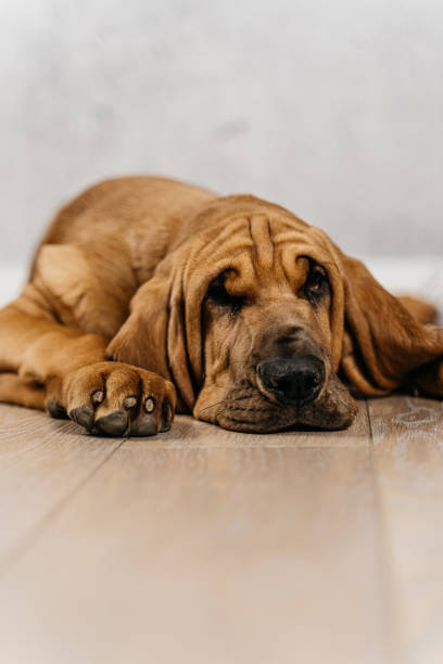 istock Tired bloodhound puppy lying on the floor 1475794226