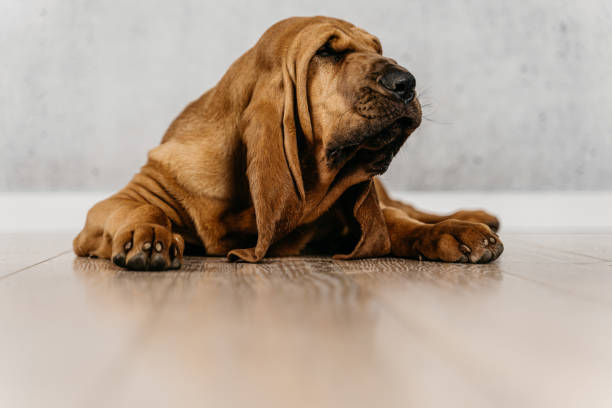 istock Cute brown dog with wrinkles and long ears 1475794271