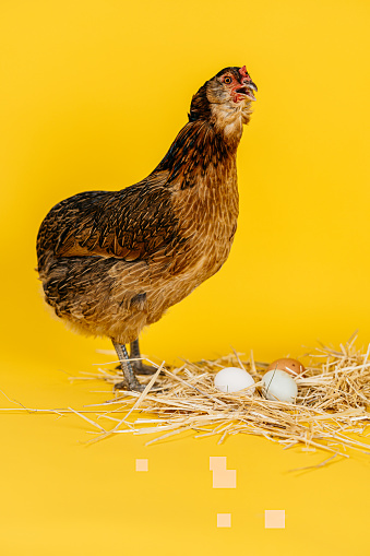 Easterly scene of a brown chicken with eggs in a straw nest