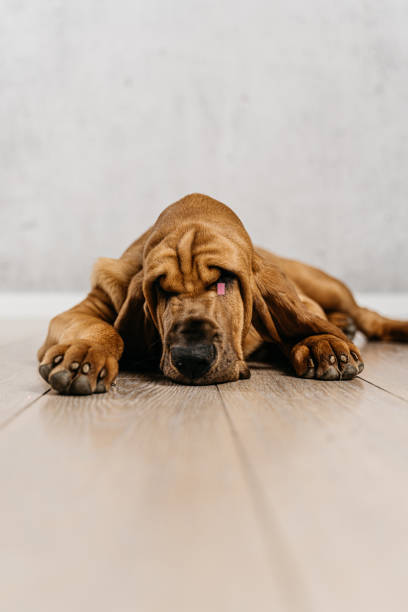 istock Cute bloodhound puppy lying tired on the floor 1475794647