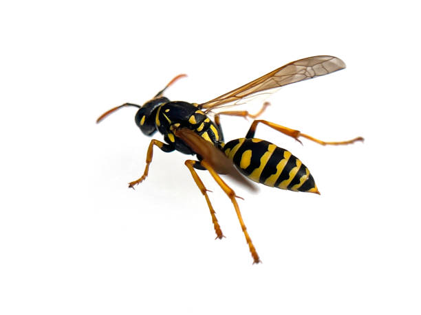istock House wasp, Poistes dominula 1475794873