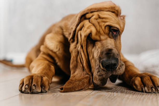 istock Cute wrinkled bloodhound puppy looking at the camera 1475794941
