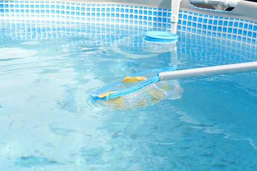 Cleaning a swimming pool with a mesh skimmer . The long net cleans colored leaves off surface of the water.