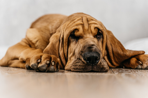 Tired bloodhound puppy lying on the floor and looking at the camera