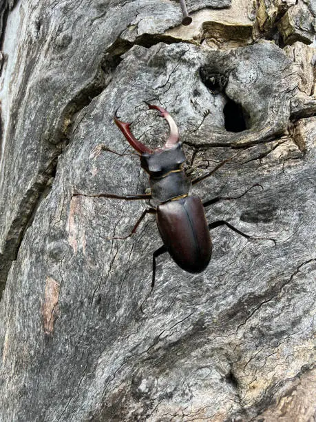 Stag beetle, Lucanus cervus, is a beetle of the Schroeter family (Lucanidae). It is one of the largest and most conspicuous beetles in Europe