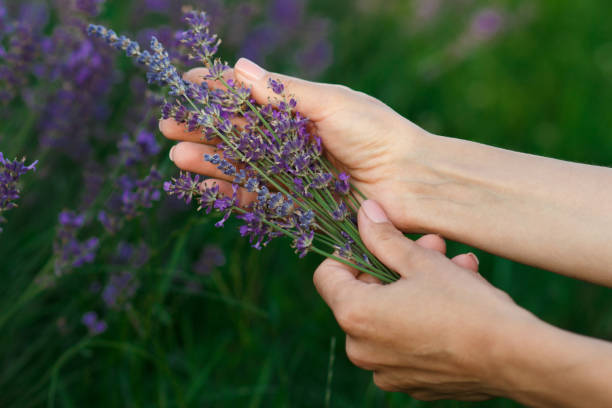 istock Bouquet of lavender in the hands, blurred background 1475795306
