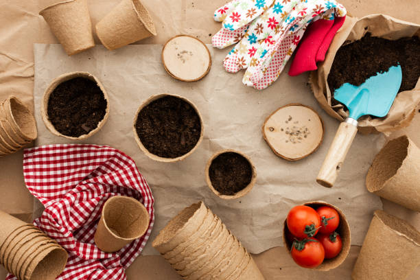 istock Planting tomato seeds for seedlings 1475795347