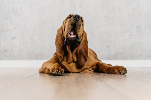 istock Cute young bloodhound puppy yawning 1475795362