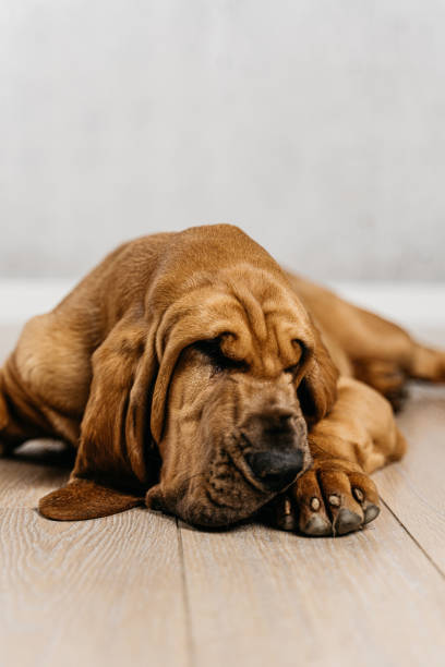 istock Young bloodhound lying on a wooden floor 1475795405