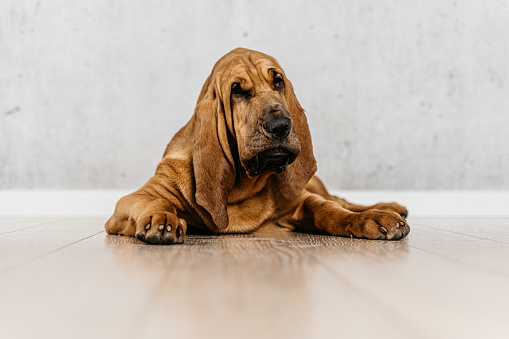 Cute brown wrinkly dog with long ears looking at the camera