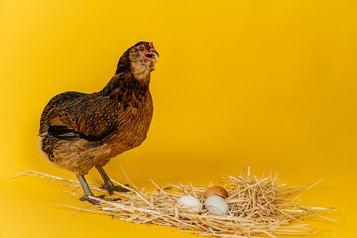 Easterly scene with a brown hen and eggs in a nest of straw