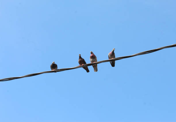 istock a flock of pigeons perched on a wire 1475795956