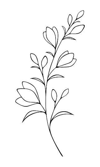 Contour, vector drawing, in black and white, isolated, with flowers and buds of a flowering, delicate twig. Drawn by hand. For holiday, decoration and design. Template for coloring.