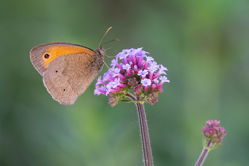 Meadow brown butterfly (Maniola jurtina) feeding on a verbena flower in spring