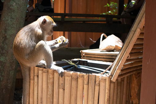 Monkeys are looking for food scraps from dirty trash to eat