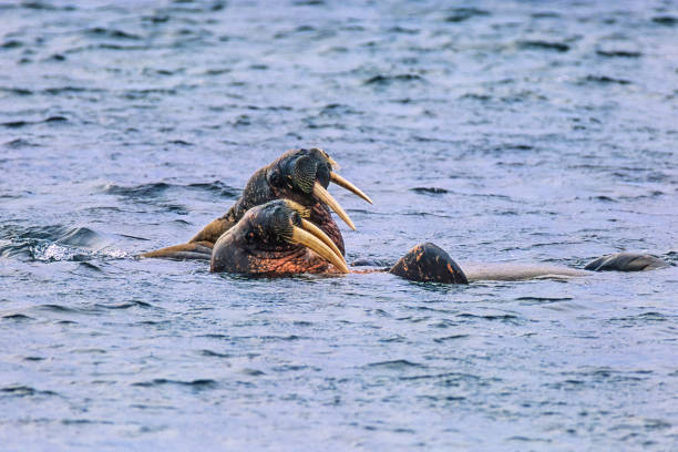 istock Walruses with large tusks in the sea 1475804135