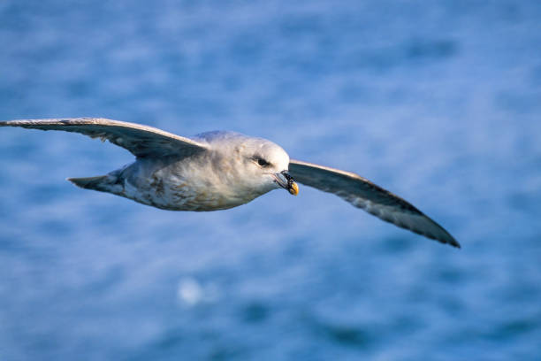 Northern fulmar flying above the sea Northern fulmar flying above the sea fulmar stock pictures, royalty-free photos & images