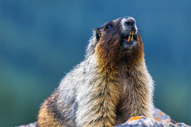 istock Hoary marmot on a rock showing the teeth 1475804323