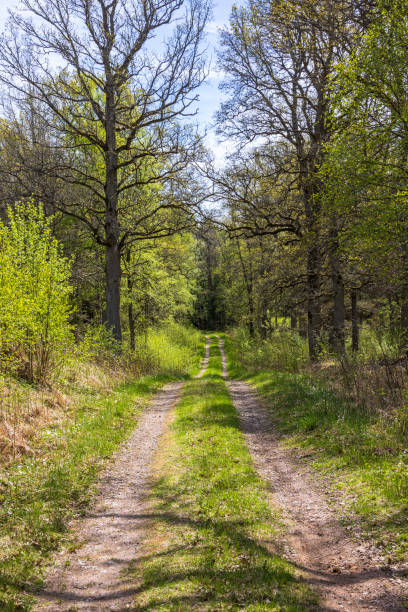 longa estrada de terra reta em uma floresta ensolarada na primavera - long grass uncultivated plant stage plant condition - fotografias e filmes do acervo