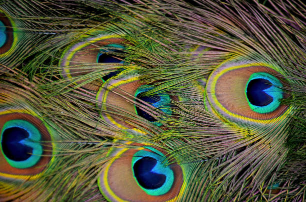 istock Macro photo of a beautiful peacock tail feathers. 1475804586
