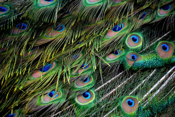 istock Macro photo of a beautiful peacock tail feathers. 1475805194