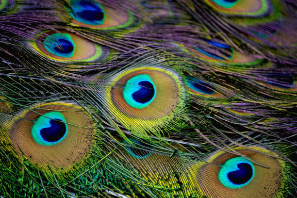 istock Macro photo of a beautiful peacock tail feathers. 1475805196
