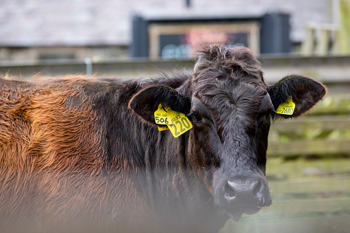 A cow wearing livestock tags looking at the camera while on a farm in Embleton, North East England.