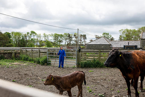 A young female farmer standing in a cow pen at the farm she works at in Embleton, North East England. The cows are running in the front of the shot.