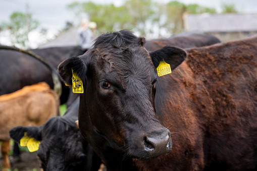 A cow wearing livestock tags looking at the camera while on a farm in Embleton, North East England. It is surrounded by the rest of the herd.