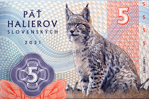 Lynx, a portrait from Slovak money - Halier