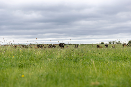 A ground level shot of grass in an agricultural field at a farm in Embleton, North East England. There are cows out of focus in the background.