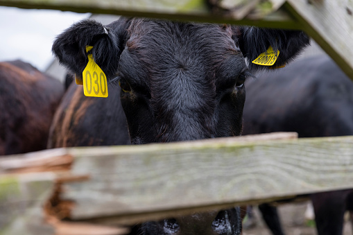 A cow wearing livestock tags looking at the camera through a fence on a farm in Embleton, North East England.