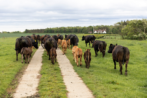 Cows with their calves heading the same way and following each other while on their way to a field at a farm in Embleton, North East England.