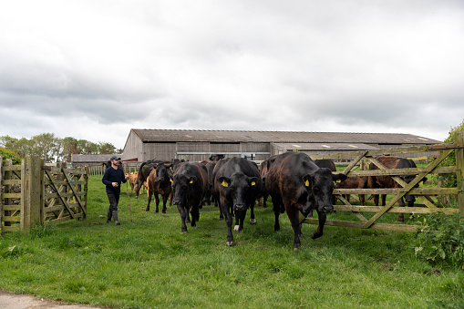 Cows being led out of their pen by a farmer on a farm in Embleton, North East England. They are heading to the fields for the day.