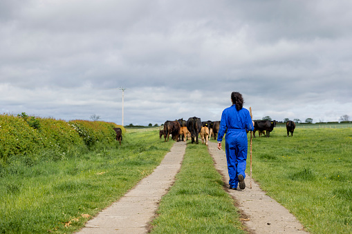 A female farmer walking on a path through an agricultural on a farm in Embleton, North East England. She is herding her cattle and following them into the field.