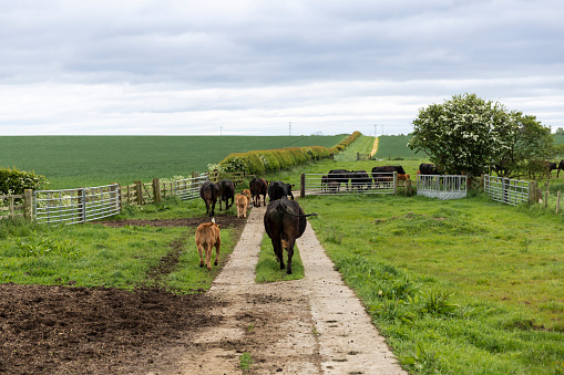 Cows heading the same way and following each other while on their way to a field at a farm in Embleton, North East England. They are walking on a muddy path and grassy area at the farm.