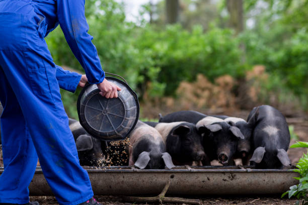 Hungry Little Piggies
