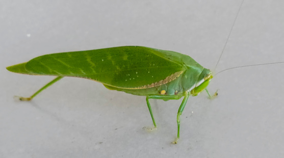 Leaf impersonating bush cricket (Katydid) in Costa Rica.