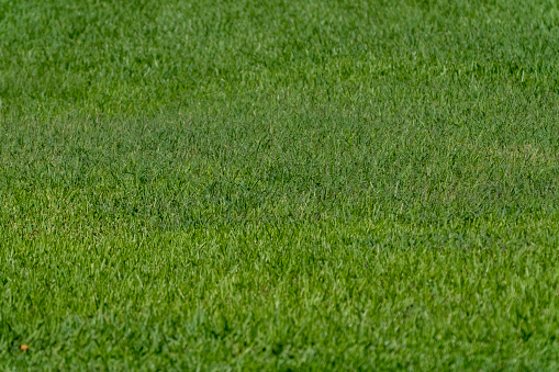 Summer field of green grass background.