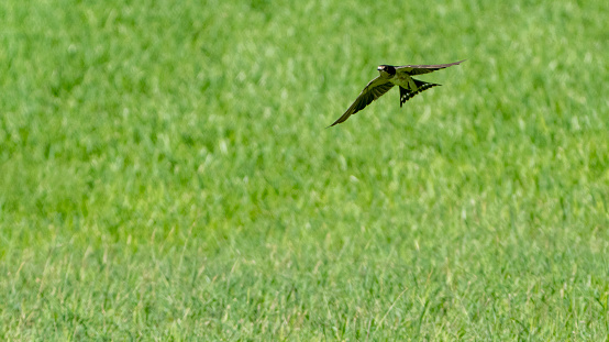 Grass background and flying swallow