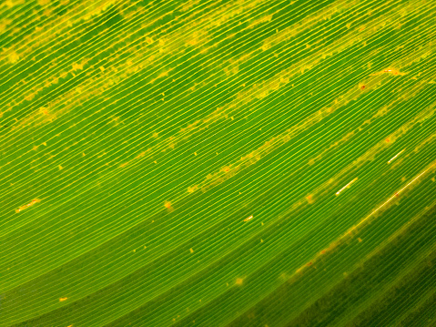 Palm leaf background