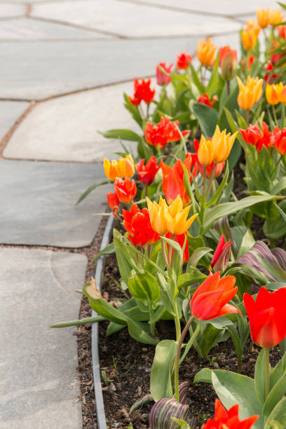 istock Red and Yellow Tulips flowerbed 1475807106