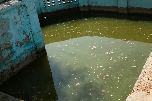 Dirty Green Moss Water With Some Floating Leafs and Dirt in India. Polluted Water in a small Pond.
