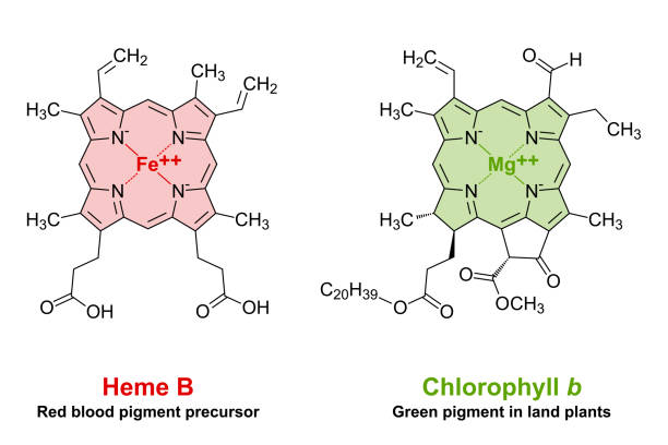 ilustraciones, imágenes clip art, dibujos animados e iconos de stock de hemo y clorofila, similitudes en su estructura química - chlorophyll